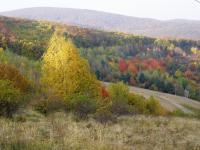 free photo texture of background autumn nature